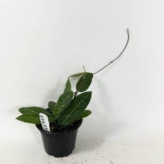 Hoya hypolasia [#1637]