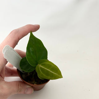 Anthurium 'Doc Block F3' - Seedling [#1720]