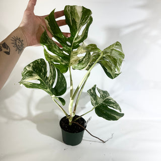 Z-5023 - Monstera deliciosa var. borsigiana albo-variegata