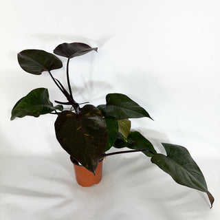 Philodendron 'Orange Princess' (Non-TC) [#1177]