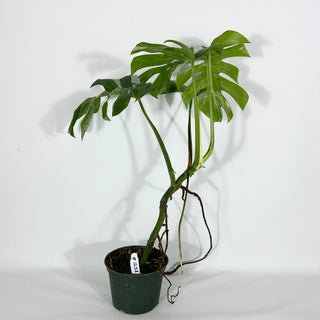 Monstera deliciosa var. borsigiana albo-variegata [#1258]