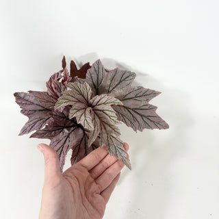 Begonia 'Lamoon' [#2051]