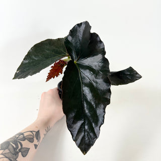 Begonia 'Monarch' [#1914]