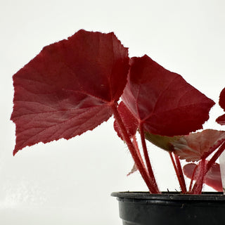 Begonia U497