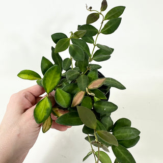Hoya sp. aff. burtoniae (variegated) [#1937]