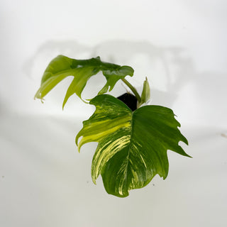 Philodendron 'Florida Beauty' x tortum [#1558]