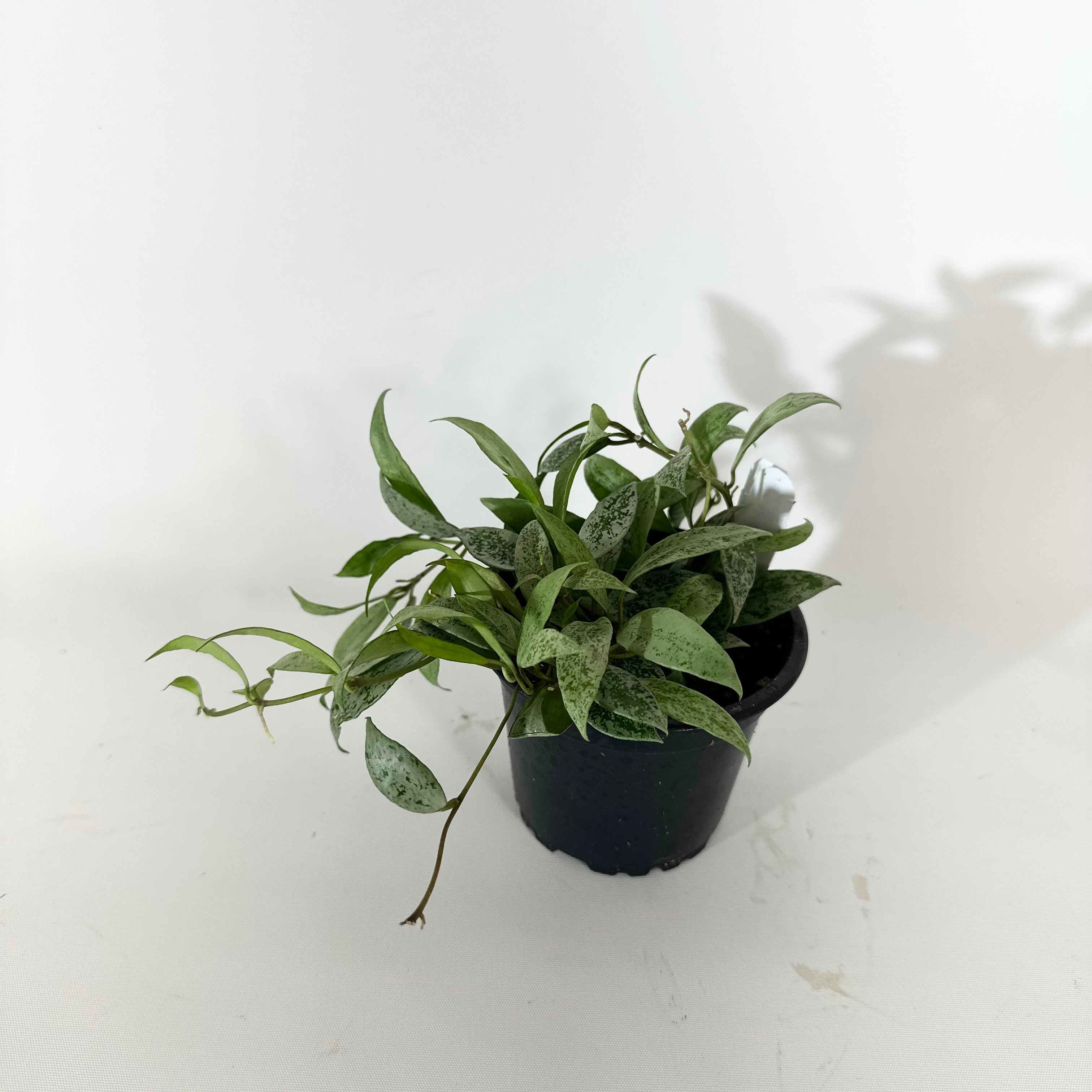 Z-5137 - Hoya lacunosa 'Moonlight' – Steve's Leaves