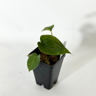 Anthurium papillilaminum SL #1 x 'Amelia's Delight' [#1672]