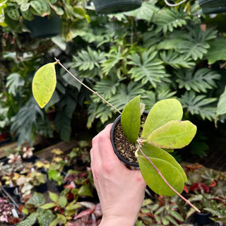 Hoya sp. aff. vitellina (IML 1348)