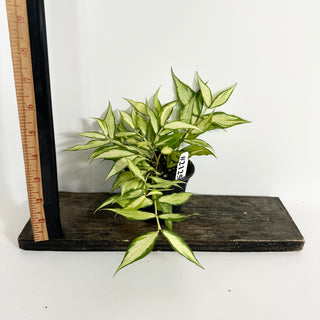 Hoya polyneura (inner variegated) [#2125]