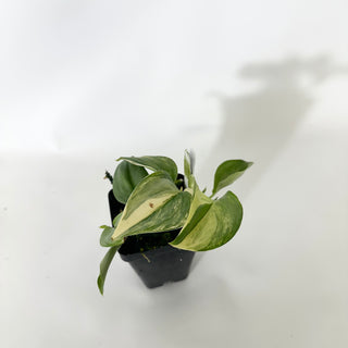 Z-4853 - Scindapsus pictus 'Rubicon'
