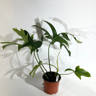 Philodendron "Glad Hands" [#1923]