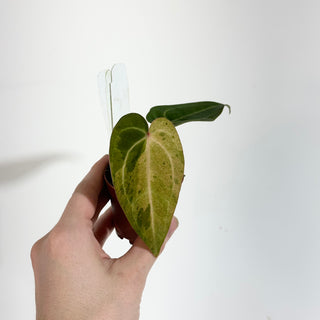 Anthurium 'Chuck Norris' x self - Seedling [#1647]