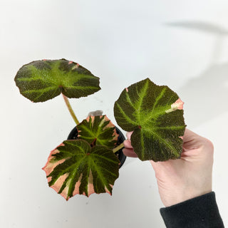 Begonia soli-mutata (variegated) [#2241]