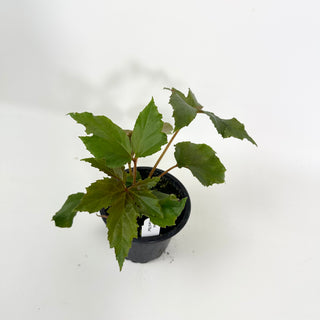Begonia 'Carol Mac'
