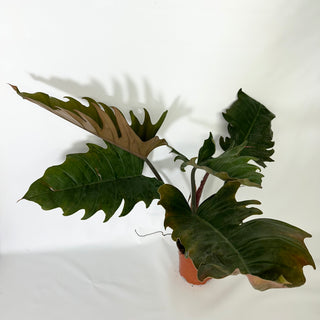 Philodendron 'Pluto' (Non-TC) [#1685]