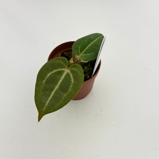 Anthurium 'Tezula Dreamweaver'/dorayaki x 'Arnold Schwarzenegger' - Seedling [#1412]