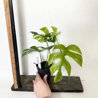 Z-5231 - Rhaphidophora tetrasperma ‘Mint’