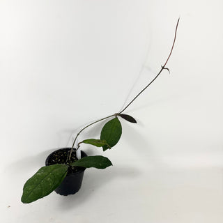 Hoya peninsularis