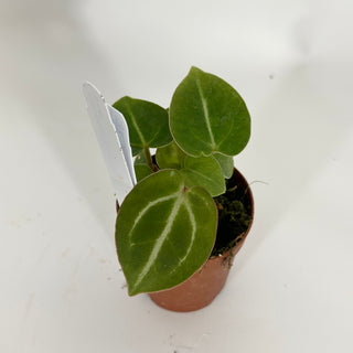 Anthurium 'Brielle'/'Michelle' x self - 2 Seedlings [#1515]
