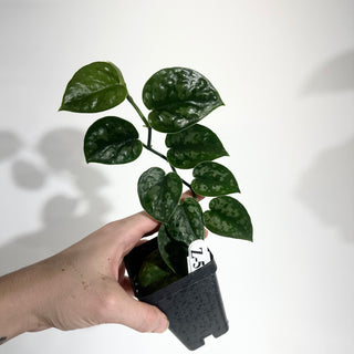 Z-5015 - Scindapsus pictus 'Black Mamba'
