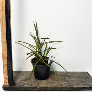 Hoya insularis [#1666]