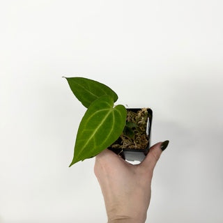 Z-5163 - Anthurium 'Not The Mama' x Fairchild crystallinum