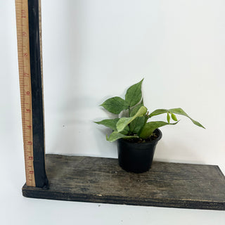 Hoya polyneura (Broget) [#2428]