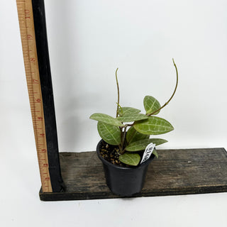 Hoya elliptica [#1683]