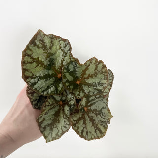 Begonia 'Steve's Leaves Frostbite' [#1929]