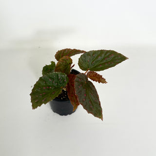 Begonia darthvaderiana/malachosticta x negrosensis [#2159]