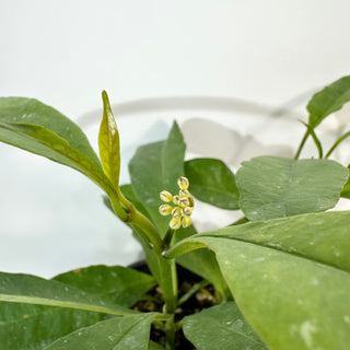 Hoya occultata [#2191]