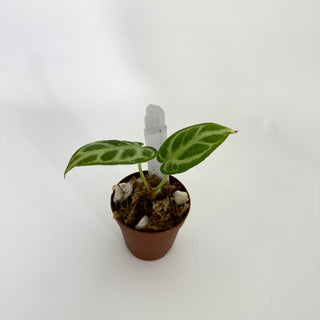 Anthurium 'Silver Blush' x self - Seedling [#1176]