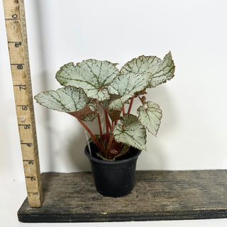 Begonia 'Desperado' [#2100]