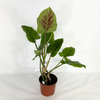 Z-4680 - Philodendron subhastatum (Non-TC)