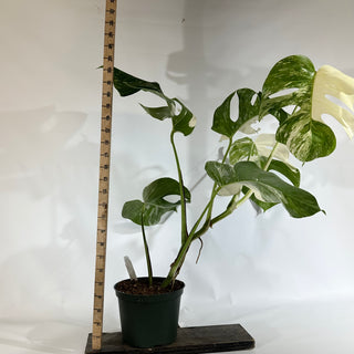 Monstera deliciosa var. borsigiana albo-variegata [#1853]