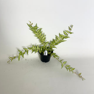 Hoya bella 'Luis Bois' [#2003]