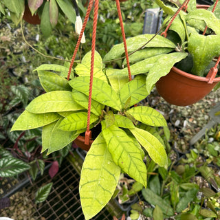 Hoya sp. Borneo aff. callistophylla