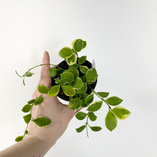 Hoya heuschkeliana albo-marginata [#1778]