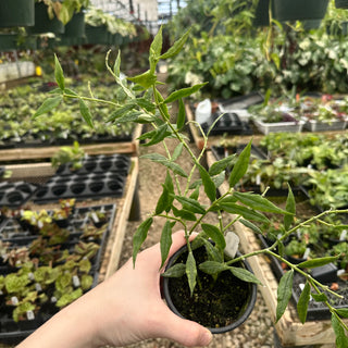 Hoya paxtonii