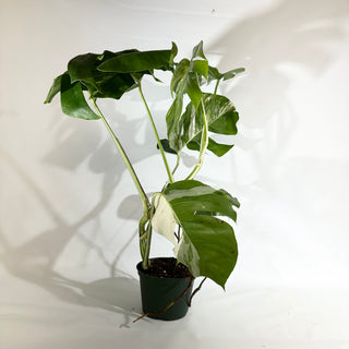 Monstera deliciosa var. borsigiana albo-variegata [#1964]