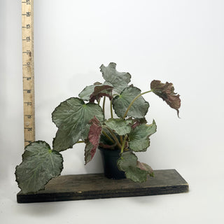 Begonia 'Madhatter' [#2129]