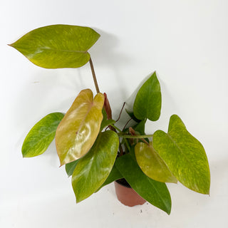 Philodendron 'Jose Buono' (Texas Form) x erubescens 'Red Emerald' [#2434]