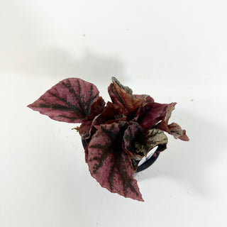 Begonia 'Snowberry' [#2099]