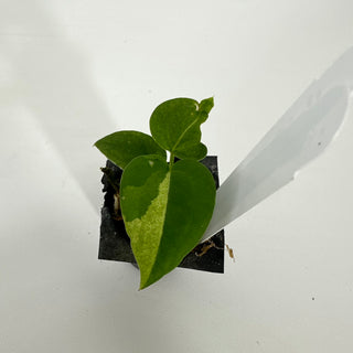 Anthurium 'Arnold Schwarzenegger' x 'Chuck Norris' - Seedling [#1291]