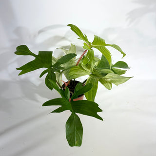 Philodendron 'Florida Ghost' (Non-TC) [#1959]