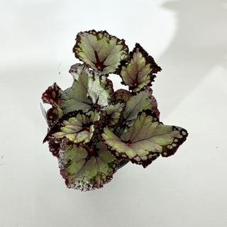 Begonia 'Dolce Vita' [#2053]