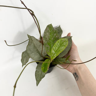 Hoya mitrata (silver) [#1729]