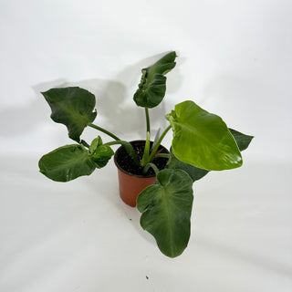 Z-4623 - Philodendron rugosum (Aberrant Form)