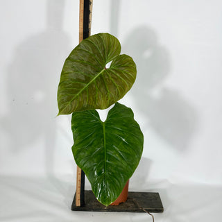 Philodendron 'Majestic' (Non-TC) [#1267]